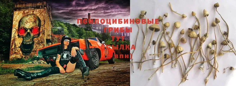 omg ссылка  Верхняя Тура  Галлюциногенные грибы мицелий 